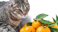 Как да отбием котка изкачване на масата